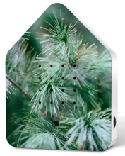 NEU - Zwitscherbox Classic inkl. Saugnapf - Celebrate Winter Graceful Tree Limitiert